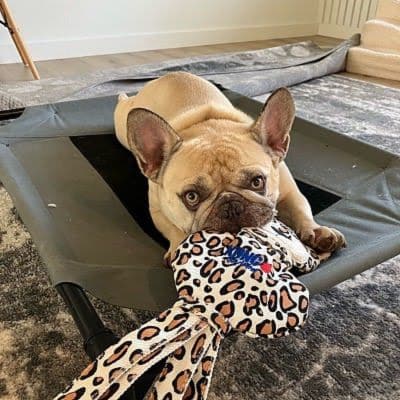 Love and Kisses Pet Sitting Service Area- Bulldog playing with toy
