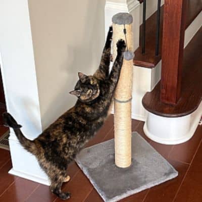 Love and Kisses Pet Sitting Service Area-cat scratching cat post