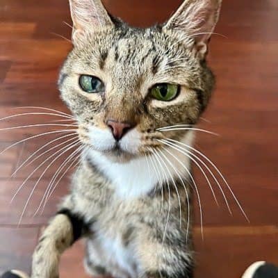 Love and Kisses Pet Sitting Service Area-grey tabby cat