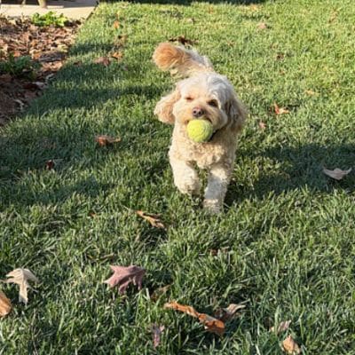 Love and Kisses Pet Sitting Service Area-puppy playing with tennis ball