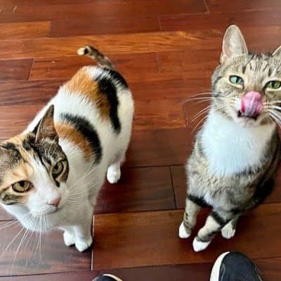 Love and Kisses Pet Sitting Service Area- two kittens