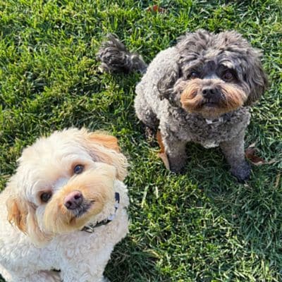 Love and Kisses Pet Sitting Service Area-two puppies sitting outside