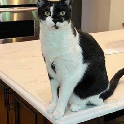 Specialized Care for Cats - Charlotte, NC
